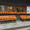 2024 Kürbisse für Halloween